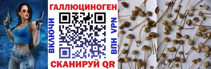 Псилоцибиновые грибы Cubensis Избербаш